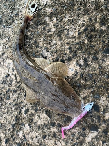 マゴチの釣果