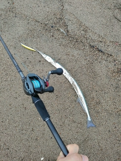 ダツの釣果