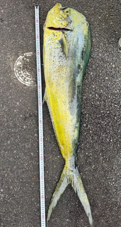 シイラの釣果
