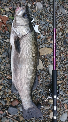 ヒラスズキの釣果