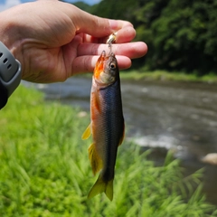 カワムツの釣果