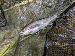 ヤマメの釣果