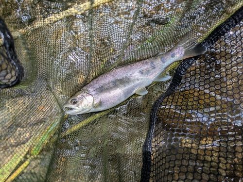 ヤマメの釣果