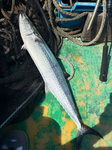 サワラの釣果