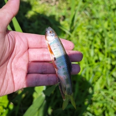 オイカワの釣果