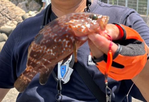 アコウの釣果