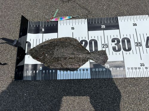 ヒラメの釣果