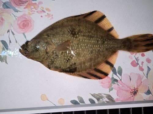 シャコの釣果