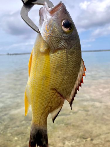 オキフエダイの釣果