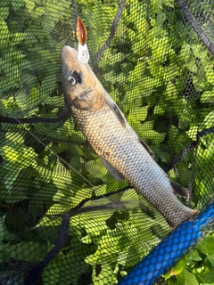ニゴイの釣果