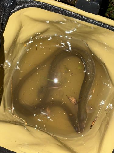ニホンウナギの釣果