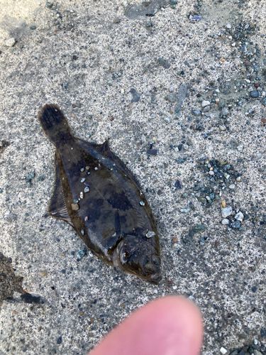 シャコの釣果