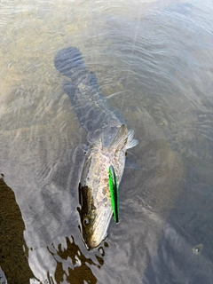 ライギョの釣果