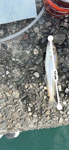 キスの釣果