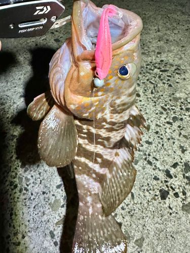 キジハタの釣果