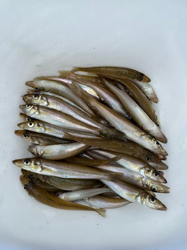 キスの釣果