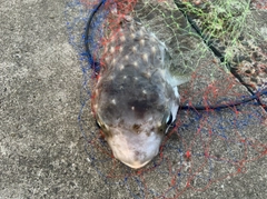 イシガキフグの釣果