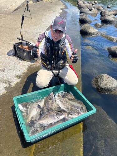 チヌの釣果