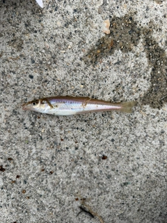 シロギスの釣果