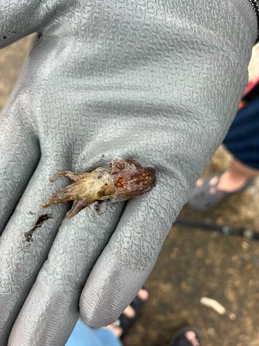 コウイカの釣果