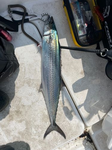 サゴシの釣果