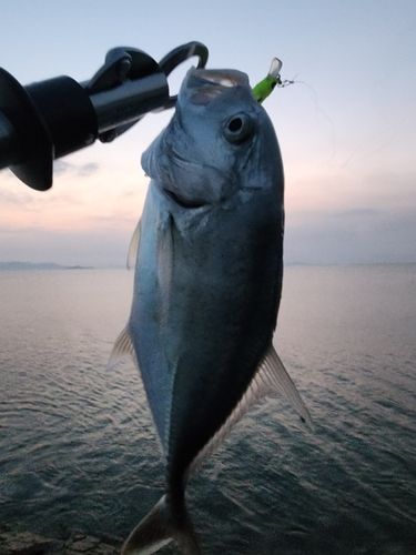 ロウニンアジの釣果