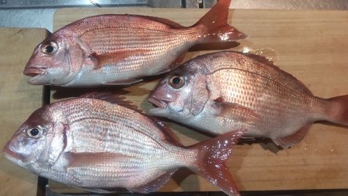 マダイの釣果