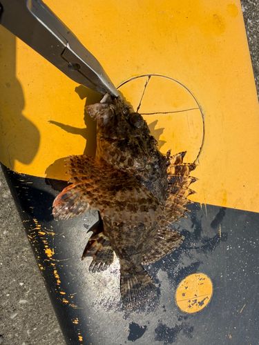 イヌカサゴの釣果