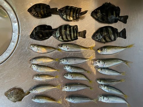 アジの釣果