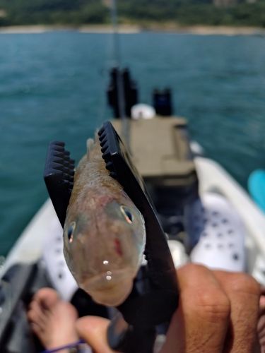 シロギスの釣果