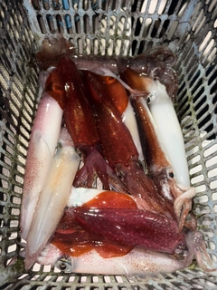 ケンサキイカの釣果