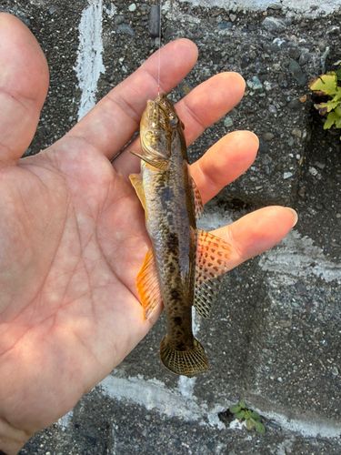 マハゼの釣果