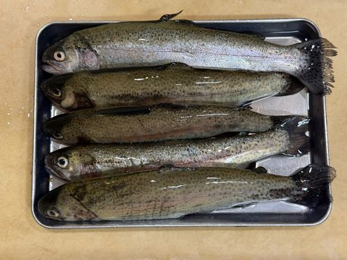 ニジマスの釣果