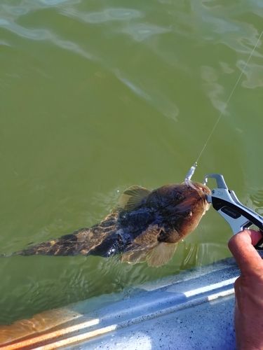 マゴチの釣果
