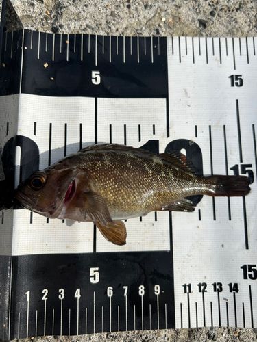 ガヤの釣果