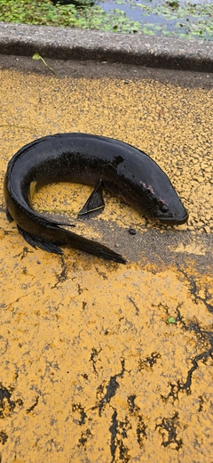 ライギョの釣果
