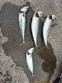 サバの釣果