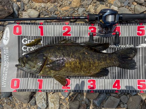 ブラックバスの釣果