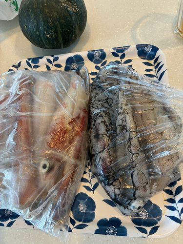 イカの釣果