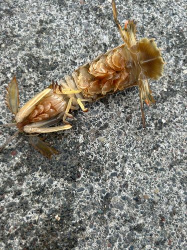 シャコの釣果