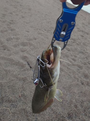 ニホンナマズの釣果