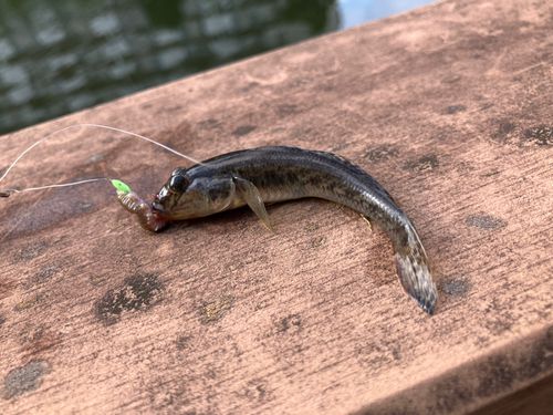 ハゼの釣果
