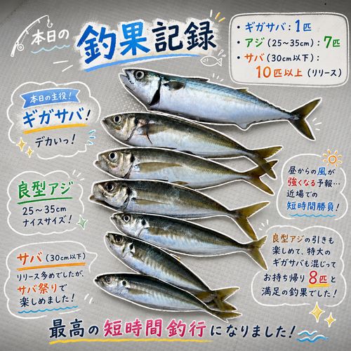 アジの釣果