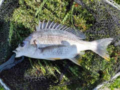 キビレの釣果