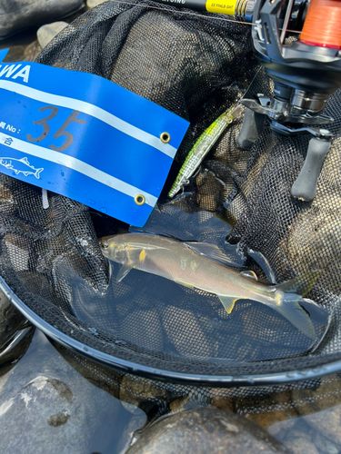 アユの釣果