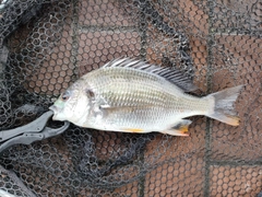 キビレの釣果