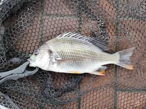 キビレの釣果