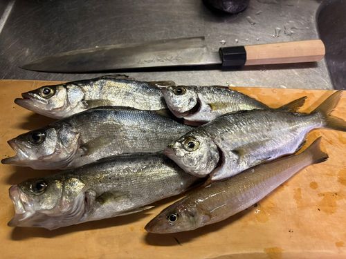 釣果