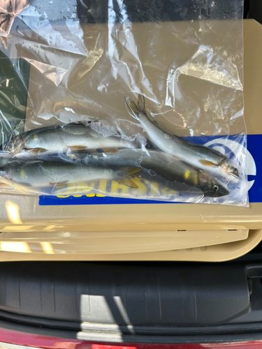 アユの釣果