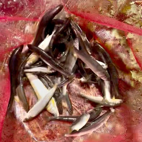 アユの釣果